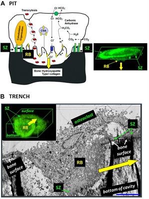 The Mechanism Switching the Osteoclast From Short to Long Duration Bone Resorption